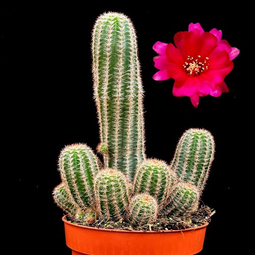 Large chamaelobivia paolina - chamaelobivia,