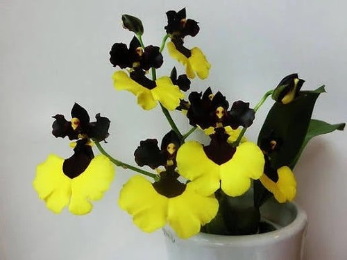 Oncidium varicosum baldin - oncidium,