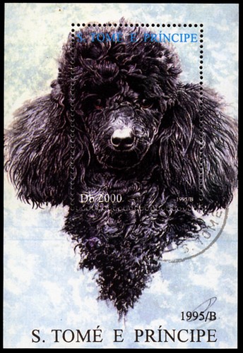 Poodle black french dog - poodle,