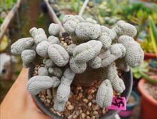  Pelecyphora aselliformis