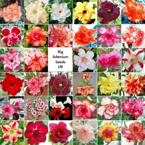 1250 adenium double triple - 1250,