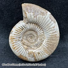 Perisphinctes ammonite fossil