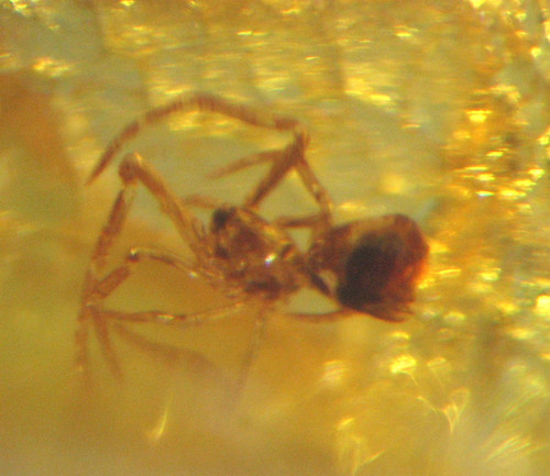 Pliocene amber kenya africa - pliocene,
