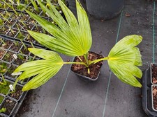 Livistona chinensis - 14 cm