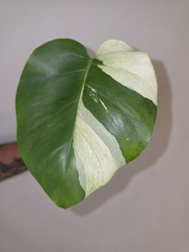 Large form monstera - form, mint