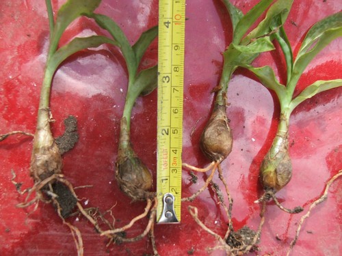 Set ledebouria marginata - set,
