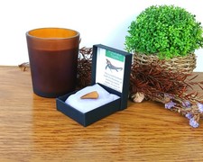 100% Genuine Mosasaur Tooth Fossil Dinosaur Morocco 20mm in Presentation Box