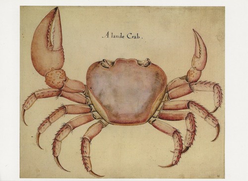 Postcard john white blue - john,