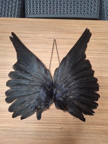Taxidermy rook wings - rook,