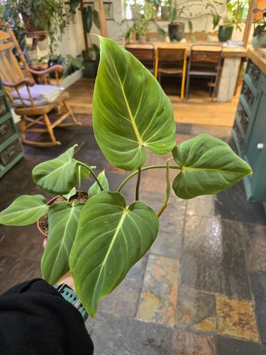 Philodendron gloriosum full - philodendron,