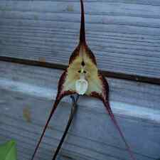 Rare Dracula cordobae orchid