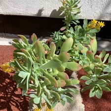 LIVE PLANT Sedum Palmeri