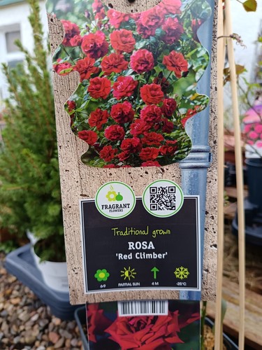 Red climbing rose - red,