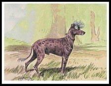 CHINESE CRESTED VINTAGE STYLE