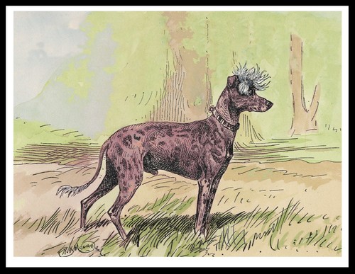 Chinese crested vintage - crested, style
