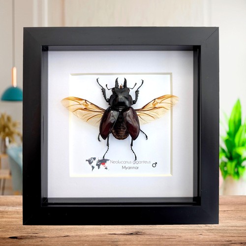 Framed giant stag beetle - framed,