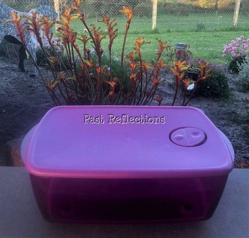 Tupperware microwave rock - tupperware,
