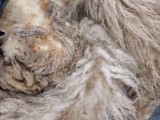 Cotswold x Ryeland unwashed