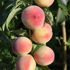 Frank P Matthews Peach