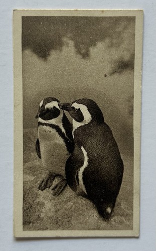 Sunripe zoological series - sunripe,