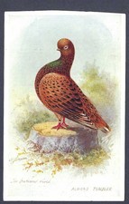 Almond Tumbler pigeon - The