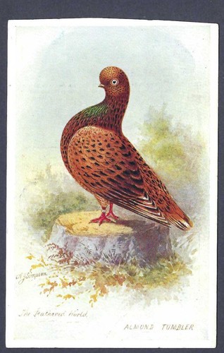 Almond tumbler pigeon the - almond,