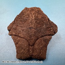 Large turtle nuchal scutes