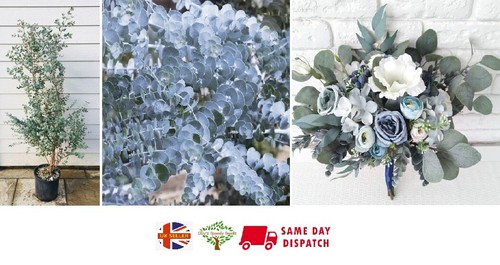 Cider gum - cider, (eucalyptus