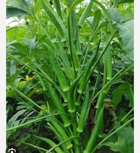 Vegetable okra clemsons - okra,
