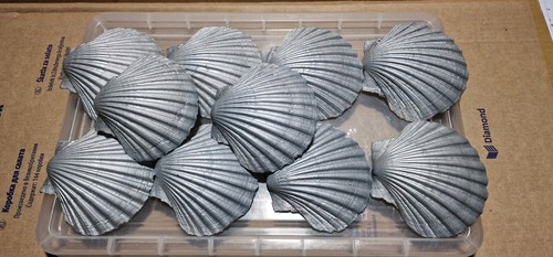 Silver scallop shells - silver,