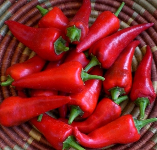Hot chilli pepper - chilli, 50