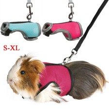 Rabbit Guinea Pig Rat Ferret