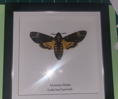 Deaths head hawkmoth - deaths-head,