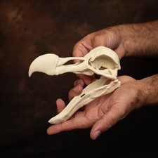 Dodo Skull Replica –Life-Sized 7" Museum Quality Model with Separate Jaw