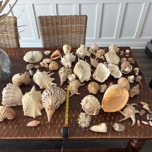 Extra large lot assorted - large, of