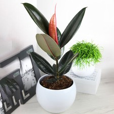 Ficus Abidjan - Rubber Plant | Premium Evergreen Houseplant | 30-40cm Potted