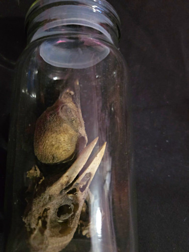 Bird skull glass jar - bird, specimen