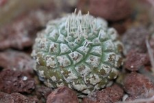 Strombocactus disciformis