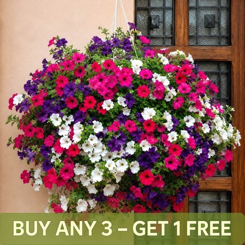 Petunia balcony mixed seeds - balcony, |