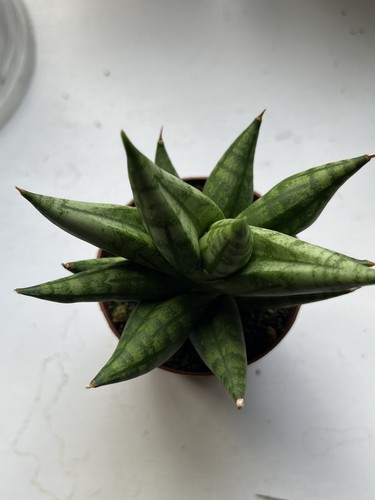 Sansevieria ming manee hybrid - sansevieria,