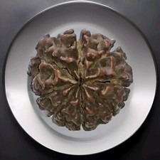 HUGE 8 MUKHI RUDRAKSHA FROM NEPAL