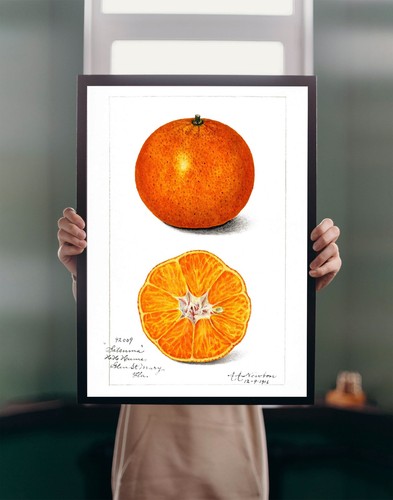 Orange 1916 illustration - 1916,