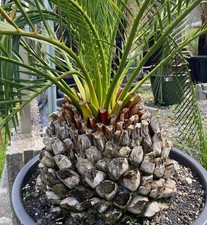 Macrozamia mountperriensis - -