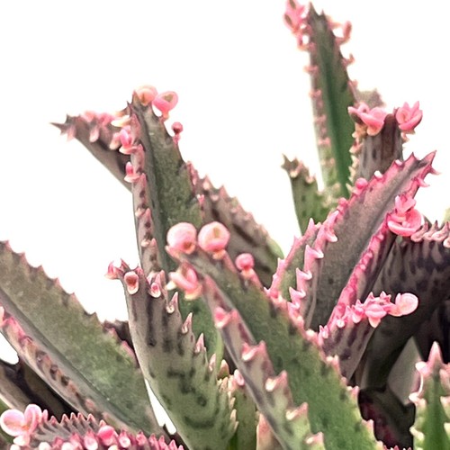 Kalanchoe daigremontia pink - daigremontia, 'pink