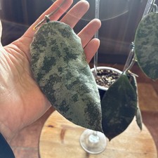 Hoya Caudata Red/Orange. Fresh cutting. 