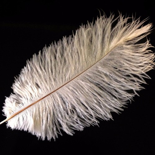 Ostrich feathers ivory 10 - feathers,