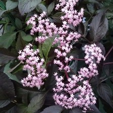 Sambucus Nigra Black Beauty