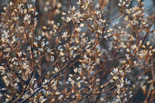 Amelanchier obelisk - amelanchier,