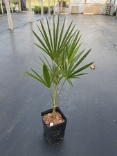 Trachycarpus sp. Nujiang (AKA