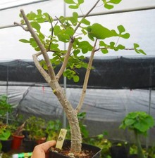 Adenia olaboensis WYSIWYG